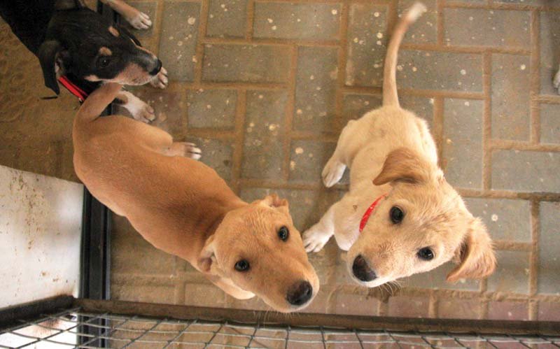 A total of 85 animals, inlcuding cats, dogs, a horse and a couple of donkeys have so far been brought to the centre. PHOTO: ATHAR KHAN/EXPRESS