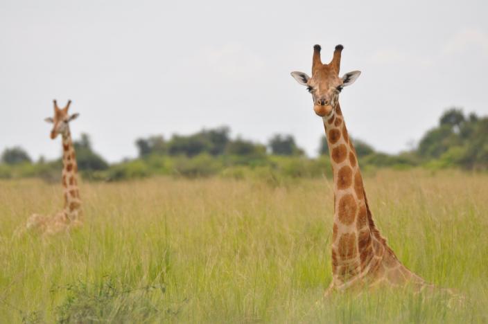 Nubian giraffes are seen in Murchison Falls, Uganda in this undated handout picture. PHOTO: REUTERS
