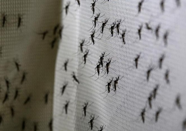 Removing the international emergency designation will put Zika in a class with other diseases, such as dengue. PHOTO: REUTERS