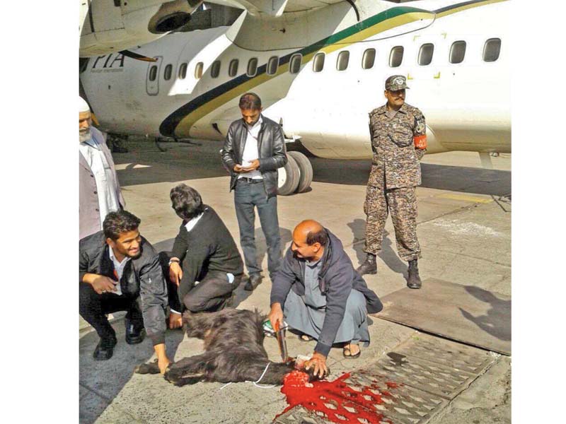 A goat being slaughtered before an ATR flight. PHOTO: INP