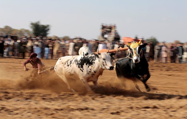 cow racing