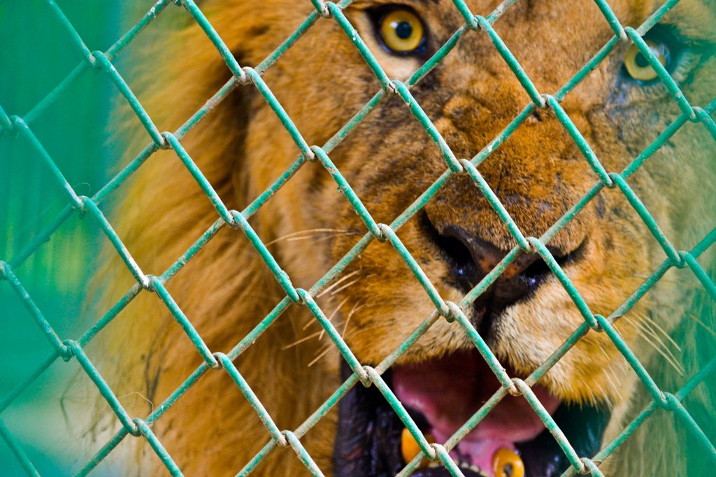 The zoo has not had a lion since 2001, after a pair of lions died and the zoo later donated its cheetahs to other wildlife parks due to its own inadequate facilities. PHOTO: FILE