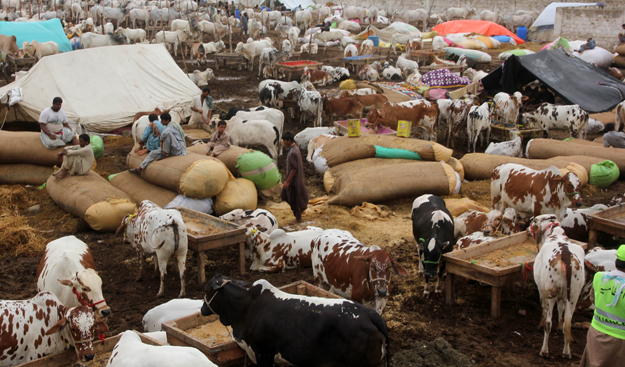 Few places in Karachi instil as much enthusiasm in the hearts of the male youth of the city than the cattle market along Super Highway before Eidul Azha. PHOTO: ATHAR KHAN