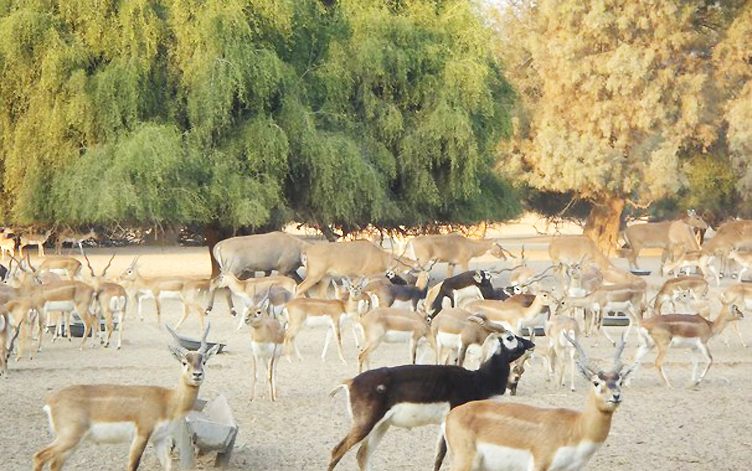 Blackbucks and deer at Lal Suhanra National Park PHOTO: NATIVEPAKISTAN.COM