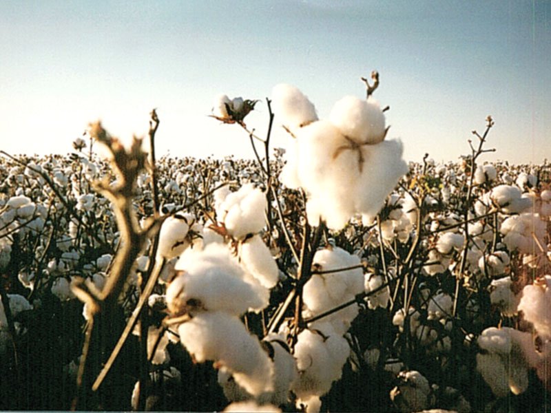 Cotton management PHOTO: FILE