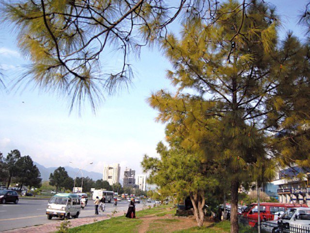 To control the spread of pollen allergy, male Paper Mulberry trees will be removed from residential areas by December. PHOTO: EXPRESS
