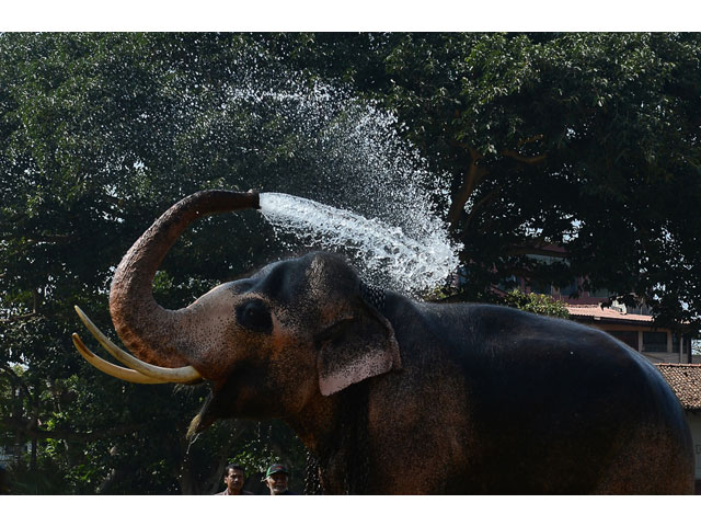 An elephant sprays itself with water ahead of a religious procession in Colombo. PHOTO: AFP