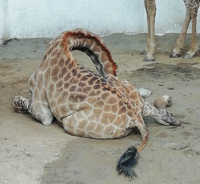 Wild animals were brought from South Africa a few days ago. PHOTO: EXPRESS