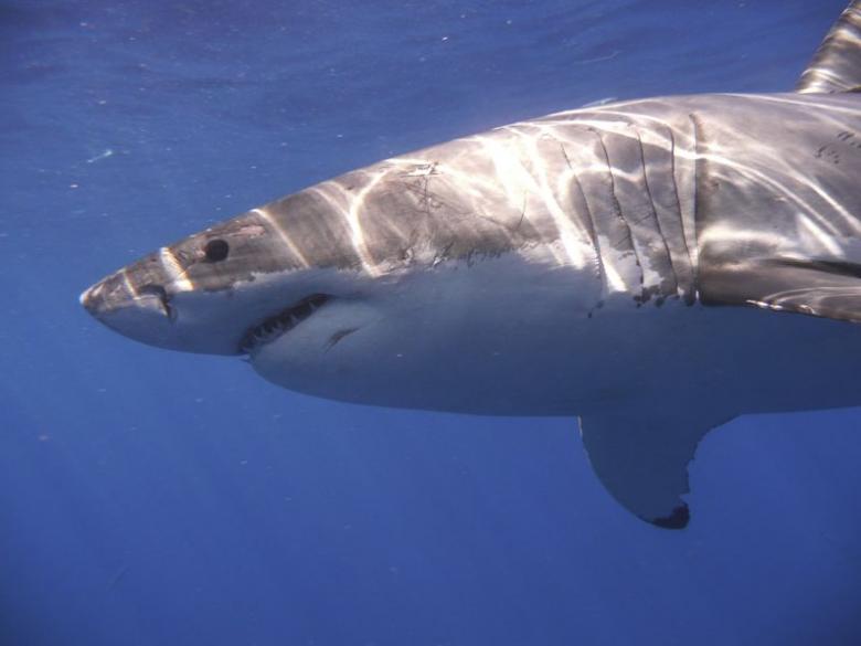 Rare shark attacks on New York's Fire Islands. PHOTO: REUTERS