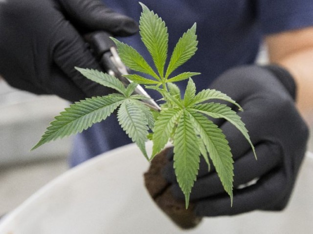 Canada will become the second country to legalise weed. PHOTO:AFP