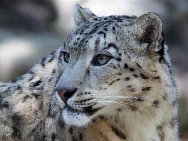 PHOTO COURTESY: ANIMAL.SHOW TELLYOU