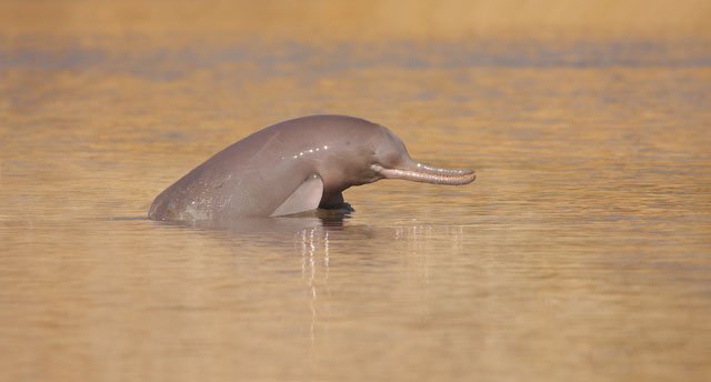 Indus Dolphin. PHOTO: WWF-Pakistan