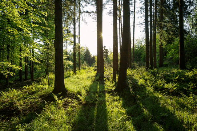 Five thousand hectares of degraded land marked for afforestation. PHOTO: FILE