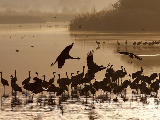 Welcome no more: Siberian migratory birds which made their way to Sindh every winter season, have largely stopped coming due to various reasons. Photo: file