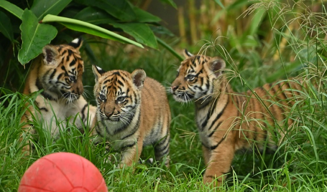 Two female cubs and their brother explored the outside environment for the first time at Sydney's Taronga Zoo. PHOTO: AFP
