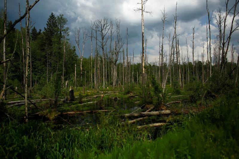 A Reuters file photo of the Bialowieza forest in Europe.