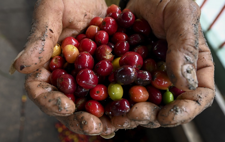 Colombian coffee producers say they are selling at a loss, blaming the crash devastating their industry on stock market speculators who have forced prices down to an all-time low. PHOTO: AFP