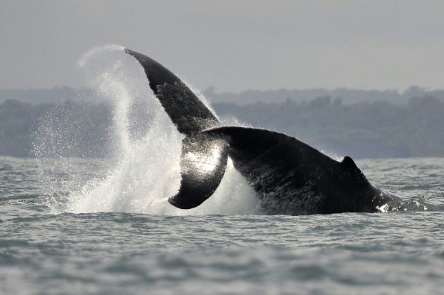 On current trends, climate change by century's end will empty the oceans of nearly a fifth of all living creatures, measured by sheer weight. PHOTO: AFP