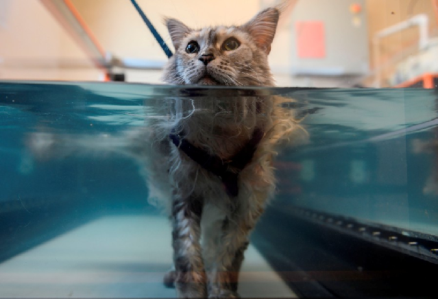 Bess, suffering from arthritis, walks in a hydrotherapy tank at the Friendship Hospital For Animals. PHOTO: AFP