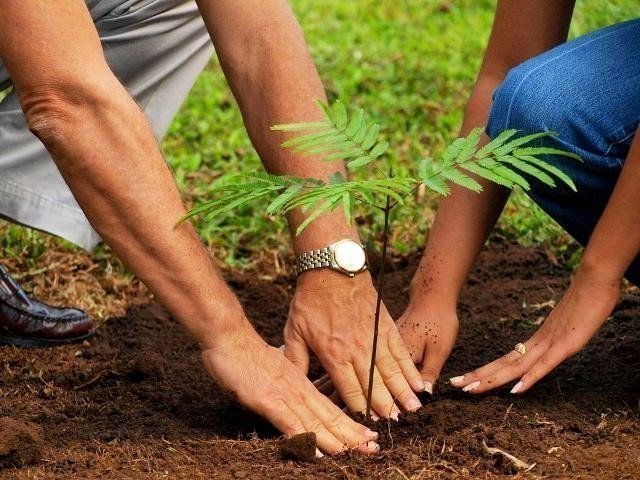 Thousands of trees planted in both cities in special afforestation ceremonies. PHOTO: FILE