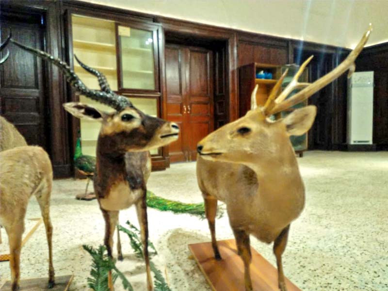 The museum will have around 300 specimen of birds and 30 of reptiles. Owing to its geographical location, Sindh is home to a number of bird species, according to wildlife officials. PHOTOS: EXPRESS