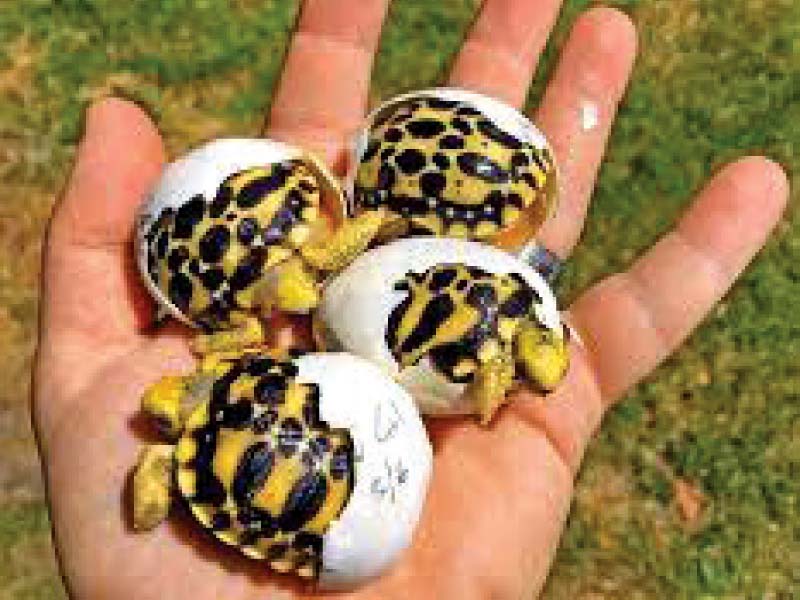 Star tortoise, found in Sindh, Balochistan and parts of Punjab have become increasingly endangered in recent years due to smuggling and excessive hunting. PHOTOS: EXPRESS