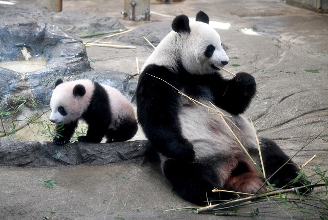 File photo of pandas (PHOTO: REUTERS)