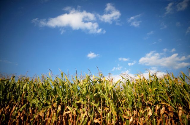 A Reuters file photo of an agricultural field.