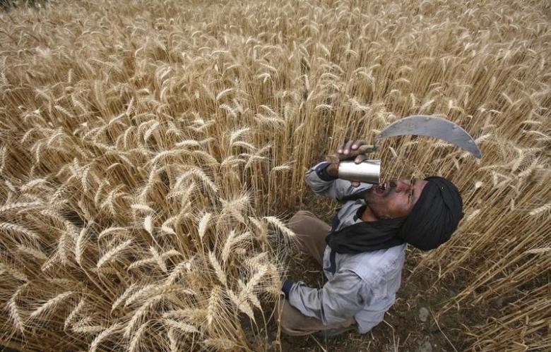 A labourer drinks water while harvesting wheat crop at a field in Jhanpur village of the northern Indian state of Punjab April 18, 2012. PHOTO: REUTERS/FILE