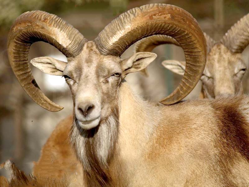 Only those animals which are near the end of their lifespan are allocated for hunting purposes. PHOTO: EXPRESS