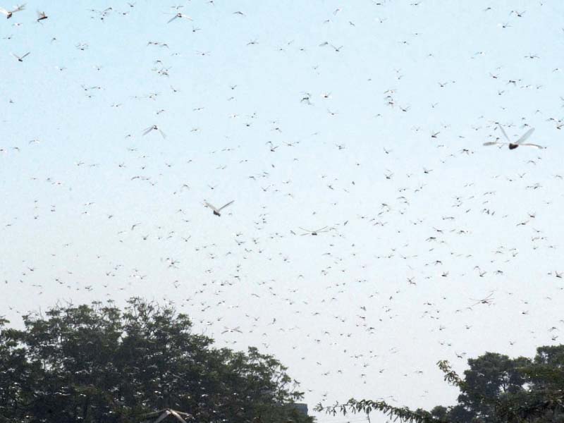 Swarms of locusts took over parts of the city on Monday for the first time in almost 60 years, causing panic among residents given the ill omens locusts have historically been associated with. PHOTO: ONLINE