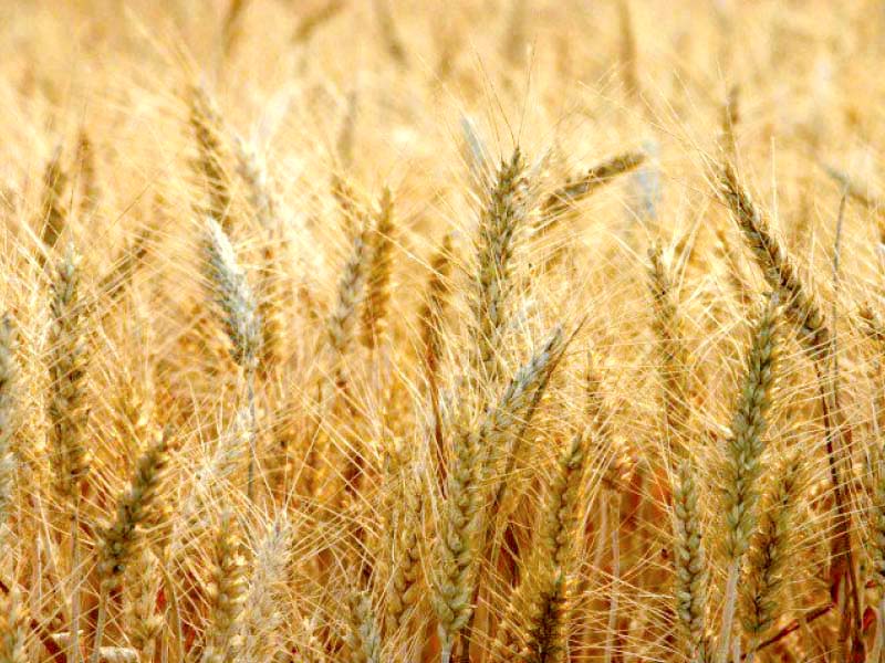 Punjab government called for keeping the support price at the previous level of Rs1,300 and argued that any hike would spark calls for increase in flour prices in the market. PHOTO: FILE
