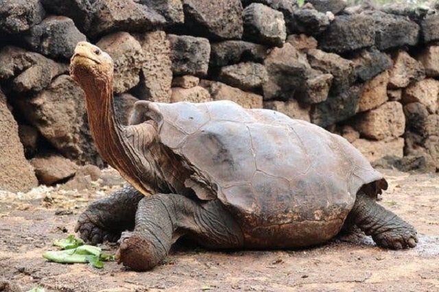 Galapagos giant tortoise is credited with single-handedly saving his species from extinction.PHOTO: GALAPAGOS NATIONAL PARK
