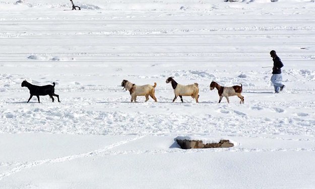 A shepherd guiding herd of goats in snow fields after heavy snowfall in provincial capital, Quetta. PHOTO: INP