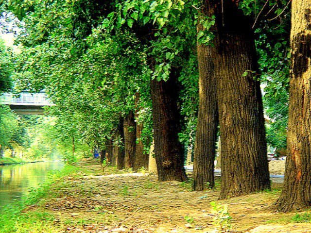 Billion Tree Tsunami project. PHOTO: FILE