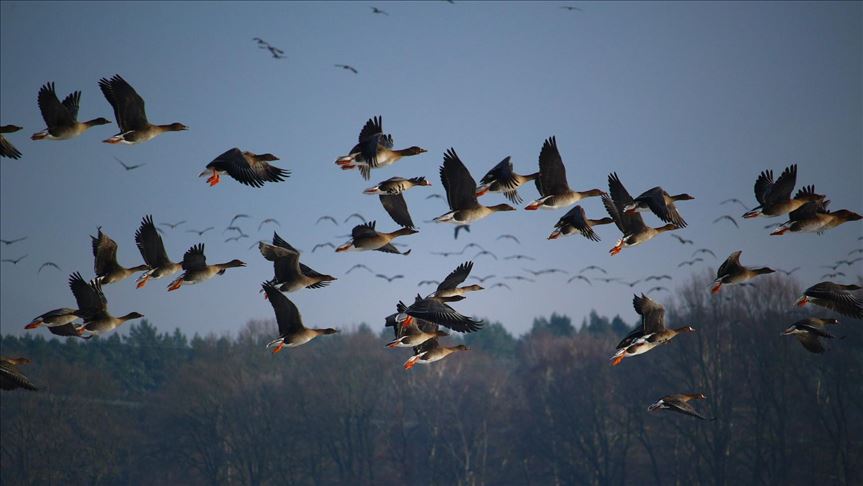 While hunters, bird catchers remain indoors, migratory birds on their way back to Siberia are making hay in Pakistan.
PHOTO: Anadolu Agency