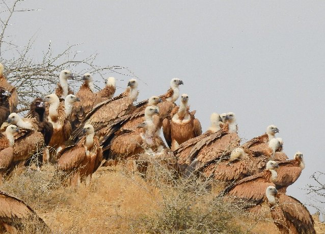 A flock of rare Eurasian Griffon Vulture winter in the Kirthar National Park north of Karachi – PHOTO COURTESY ZEENAT BAYAT
