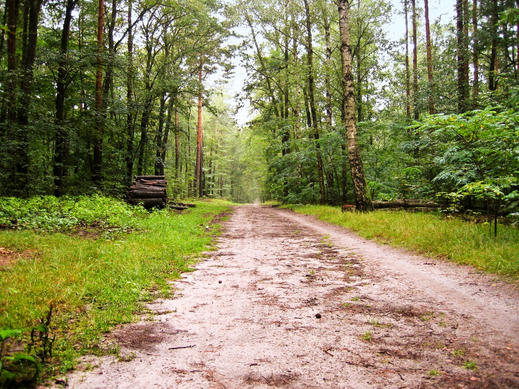 Dr Khan said the net area of forests in the country was only three percent compared to the international standard of 25 percent.