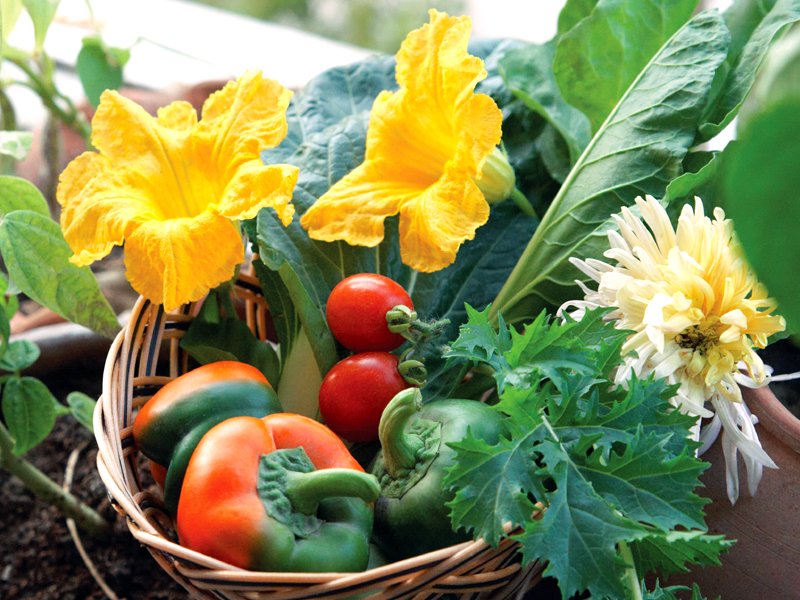 What Happen to be The horticulture Potential risks Of Chamomile Tea leaf?