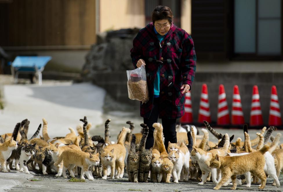 Originally introduced to deal with mice that plagued fishermen's boats, the cats stayed on and multiplied. PHOTO: REUTERS