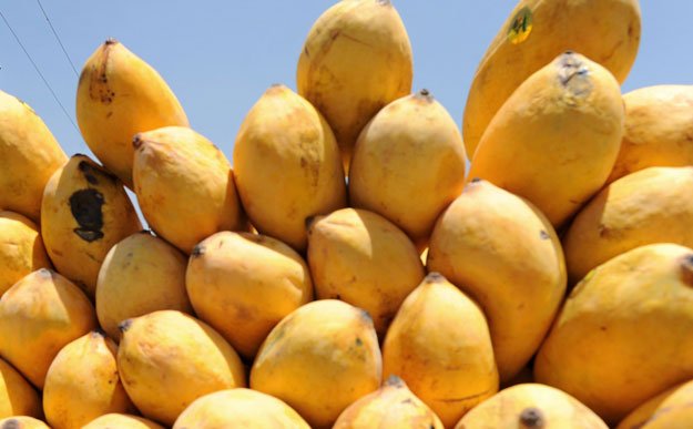 Pakistan S Mango Exports Denied Dutch Visa The Express Tribune