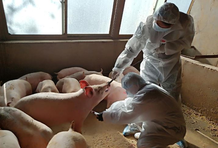 Influenza viruses found in pigs has all the essential hallmarks of a candidate pandemic virus